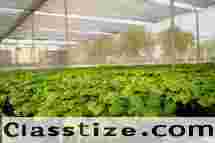 Hybrid Rice Seed Companies in India
