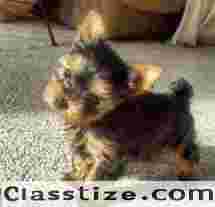 TEACUP YORKIES FOR ADOPTION