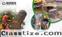  Lumberton Tree & Stump Removal – Harrisbrother LLC