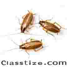 Roach Removal in Bergen County, NJ 