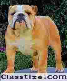  British Bulldog For Sale In Faridabad  | testifykennel.co.in