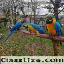 Baby Macaw Parrots For Sale