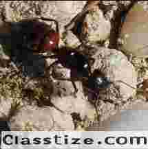 Carpenter Ant Removal in Bergen County, NJ | ALCO Animal & Pest Control