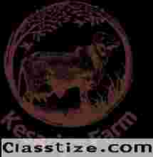 A2 Ghee vs Butter: Which One is Healthier for You?