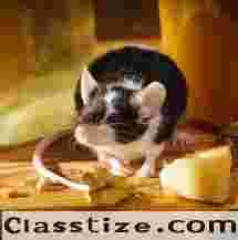 Mice Control in Hudson County, NJ – ALCO Animal & Pest Control