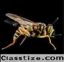 Yellow Jacket Removal in NJ | ALCO Animal & Pest Control