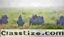 Premium Kaziranga Tour Package from Guwahati: Explore the Wild Heart of Assam