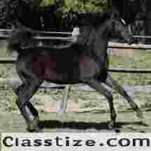 Hu Shailimma – Grace Bred for the Future