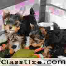 TEACUP YORKIES FOR ADOPTION