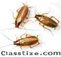 Expert Roach Control in Raritan, NJ – Safe & Effective Solutions