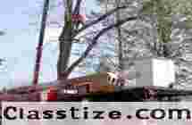 Tree Service Company in NJ – Amazing Tree Services