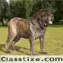 Best Dog Boarding in Delhi – Price & Facility Guide