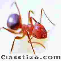 Ants Control in NJ | ALCO Animal & Pest Control