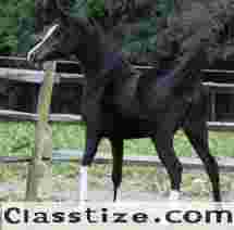 HU-LIL ZIPPERAN: Exceptional Quality from Top Arabian Horse Breeders