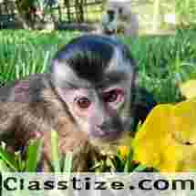  Time passing still needing a capuchin monkey for sale 