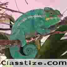 Healthy Captive Exotic Reptiles for sale
