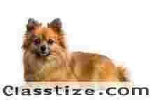 Purebred Dog for Sale in India – Home Delivery