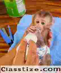Pigtail Monkey For Sale Near Me
