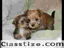 TEACUP YORKIES FOR ADOPTION