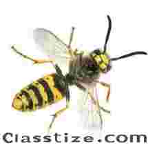 Bee Exterminator New Jersey 
