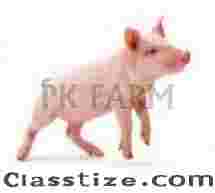 Premium Quality Live Pig Suppliers