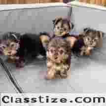 TEACUP YORKIES FOR ADOPTION