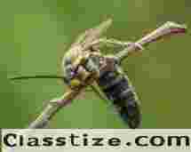 Hornet Removal in NJ – ALCO Animal & Pest Control