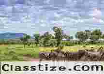 Kruger National Park Safari Tours from Cape Town - Best Safari Options!