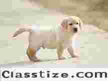 Labrador Puppies Sale in Delhi – Healthy & Playful Puppies