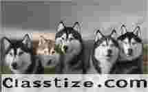 Siberian Husky Puppies Sale in Delhi