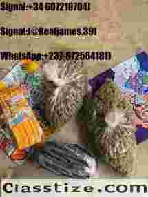 BUY WEED,PEPTIDES,GBL,GHB,XANAX,ADDERALL,KETAMINE ADHD ONLINE