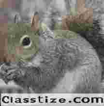 Squirrel Control Bergen County, NJ