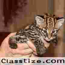 Ocelot Kittens WhatsApp: +27842597191