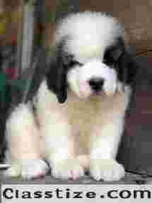 Saint Bernard Puppies for Sale in Delhi
