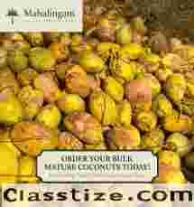 Mahalingam Coconut Traders — Premium Coconuts, Wholesale & Retail | Dindigul, Tamil Nadu