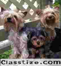 TEACUP YORKIES FOR ADOPTION