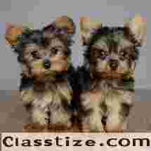Yorkshire Terrier for Sale in  Bahadurgarh – Home Raised & Vaccinated