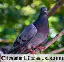 Pigeon Removal NJ – ALCO Animal & Pest Control