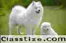 Adopt or buy dogs for sale in India – a variety of dog breeds are available.