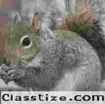 Squirrel Control in Bergen County, NJ