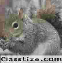 Expert Squirrel Control in Bergen County, NJ – Safe and Effective