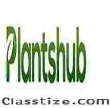 Buy Plants Online India – Easy, Fast & Reliable Plant Shopping