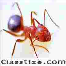 Ants Control in Essex County, NJ | ALCO Animal & Pest Control