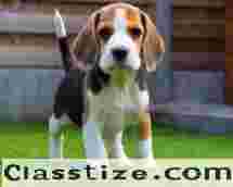 Beagle Puppies Sale in Delhi – Healthy & Cute Beagle Puppies