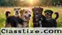Dog Hiking Group Westchester NY