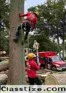 Professional Tree Removal Services in NJ