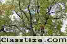 Fast & Friendly Tree Services Near Me
