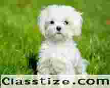 Maltese Puppy Sale in Delhi | Healthy Puppies Available