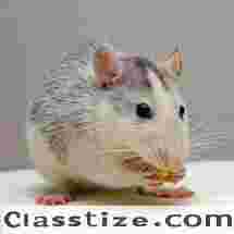 Rat Removal in NJ – ALCO Animal & Pest Control