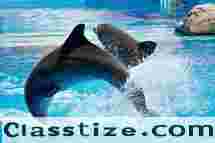 Swim with Dolphins & Be a Zookeeper for a Day – Only at Dubai Dolphinarium!